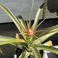 パイナップル,ミニパイン,お花,可愛い,観賞用の画像