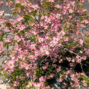 ハナミズキ,ガーデニング,シンボルツリー,花のある暮らし,小さな庭の画像