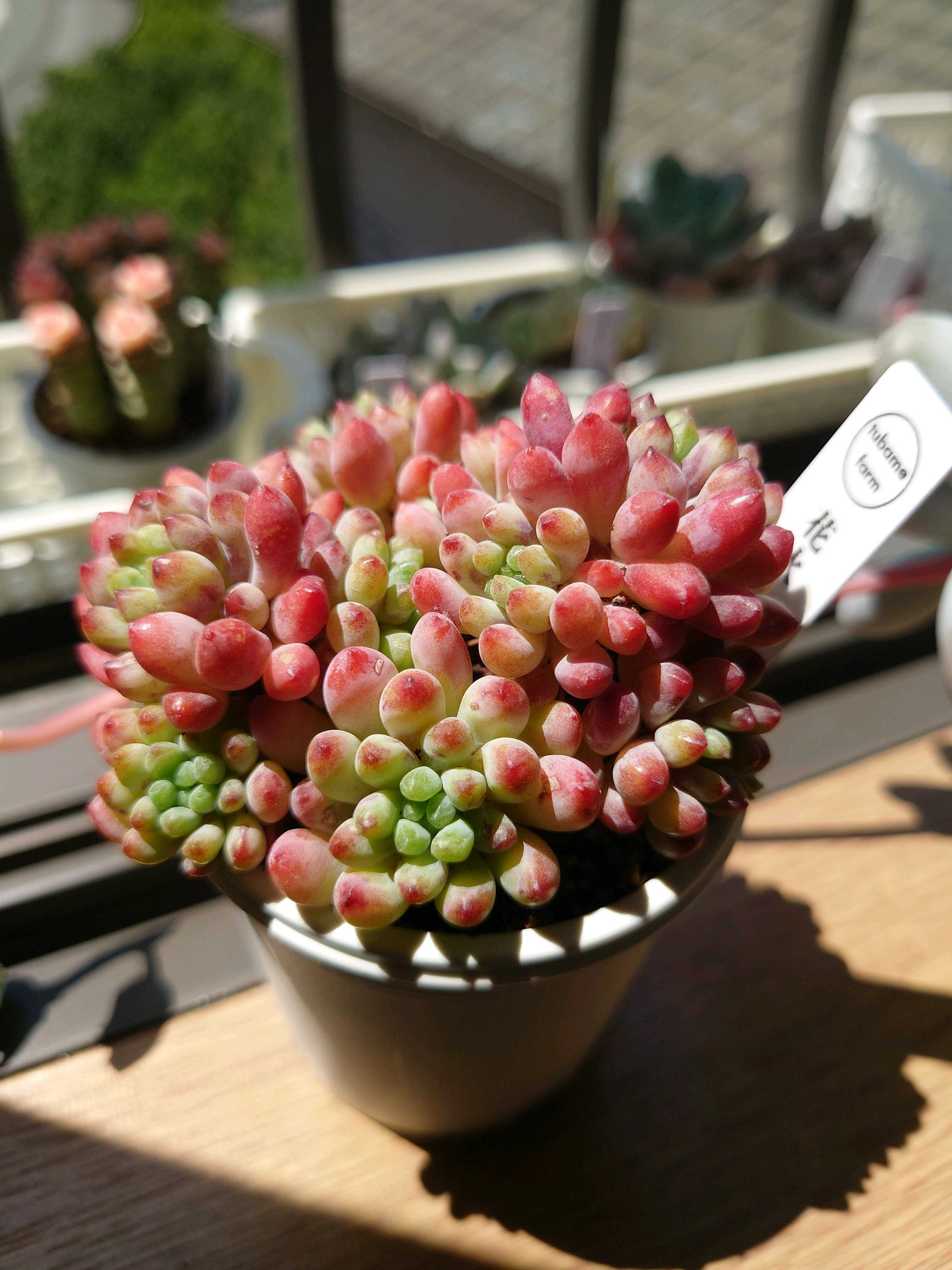 タウリン　三日月　ちょこん　ミックスベリア 楽天市場】多肉植物 oriミックスベリア No.022 三日月 多肉植物