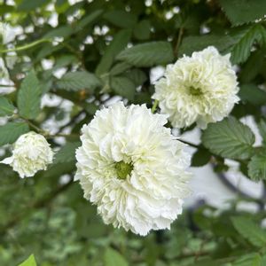 トキンバラ,可愛い,山野草,白い花,シェードガーデンの画像