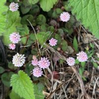 ヒメツルソバ,ビンクの花♡,自宅のお花,庭の画像