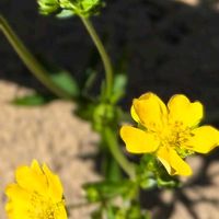 アザミ,ミヤマキンポウゲ,セイヨウタンポポ,クルーピング・シンクフォイル,道端の草花の画像