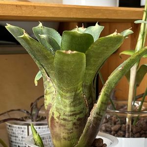  ネオレゲリア,タンク ブロメリア,観葉植物,ハイドロカルチャー,パイナップル科の画像