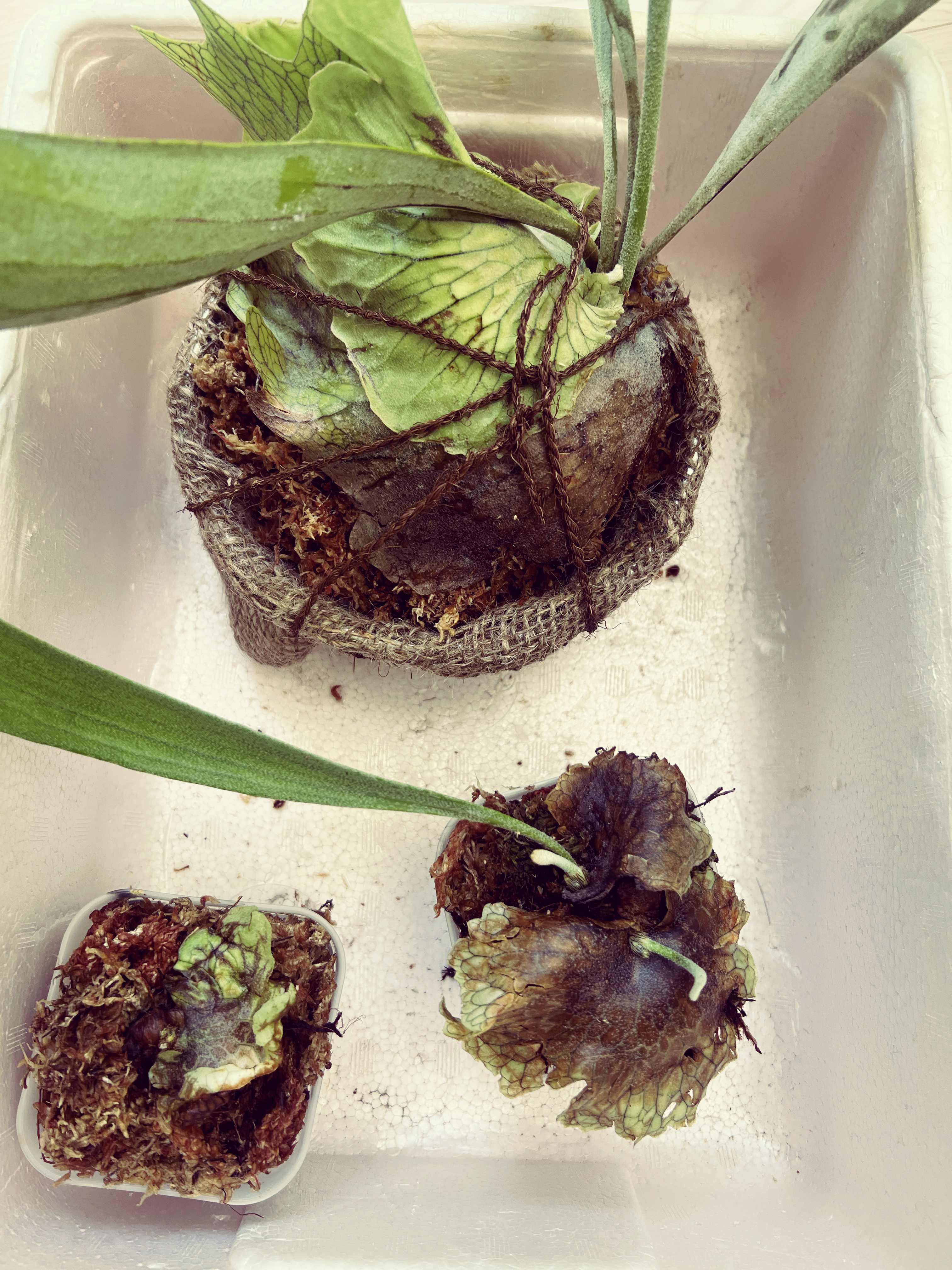 リドレイの成長について ビカクシダの森