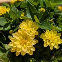 ダリア,ダリア,ミニダリア,黄色,晴れの画像