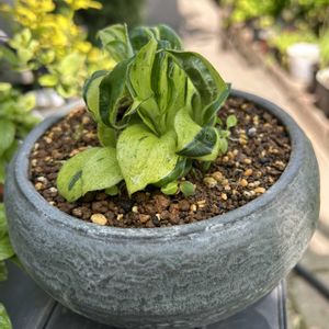 鉢植え,山野草,シェードガーデン,放置栽培,斑入り。の画像