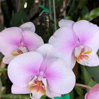 胡蝶蘭,ミニ胡蝶蘭,ミディ胡蝶蘭,ミディ胡蝶蘭,ミディ胡蝶蘭の画像