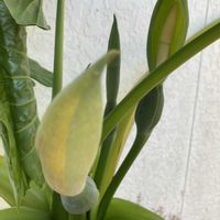 クワズイモの画像