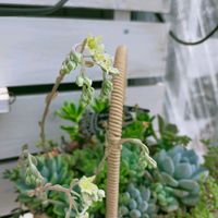 多肉植物,多肉花芽の画像