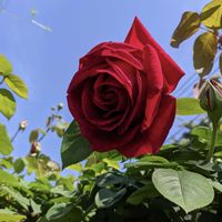 クレマチス,ばら バラ 薔薇,ガーデニング大好き,狭庭を楽しむ♪,玄関アプローチの画像