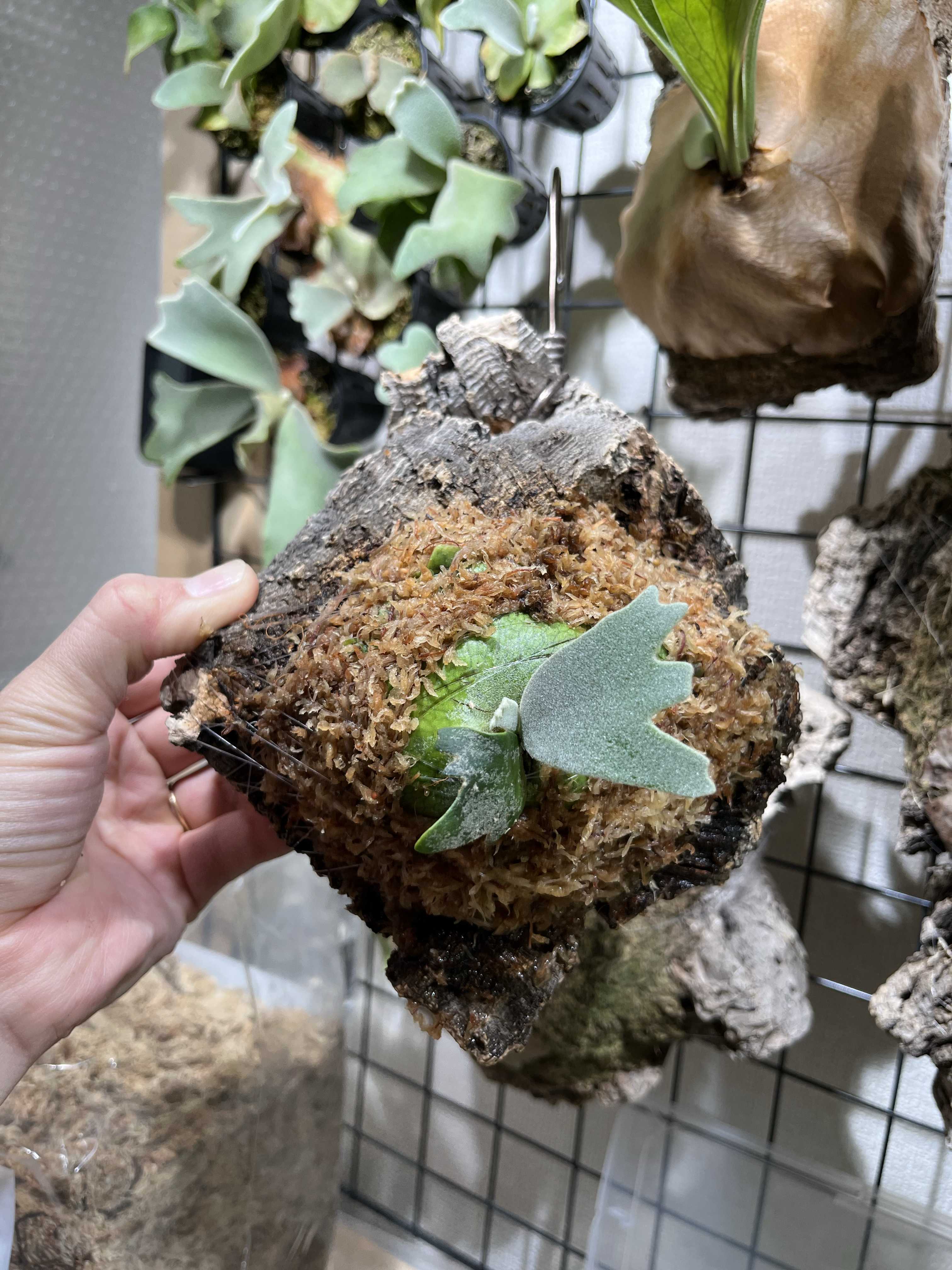 リドレイの成長について ビカクシダの森