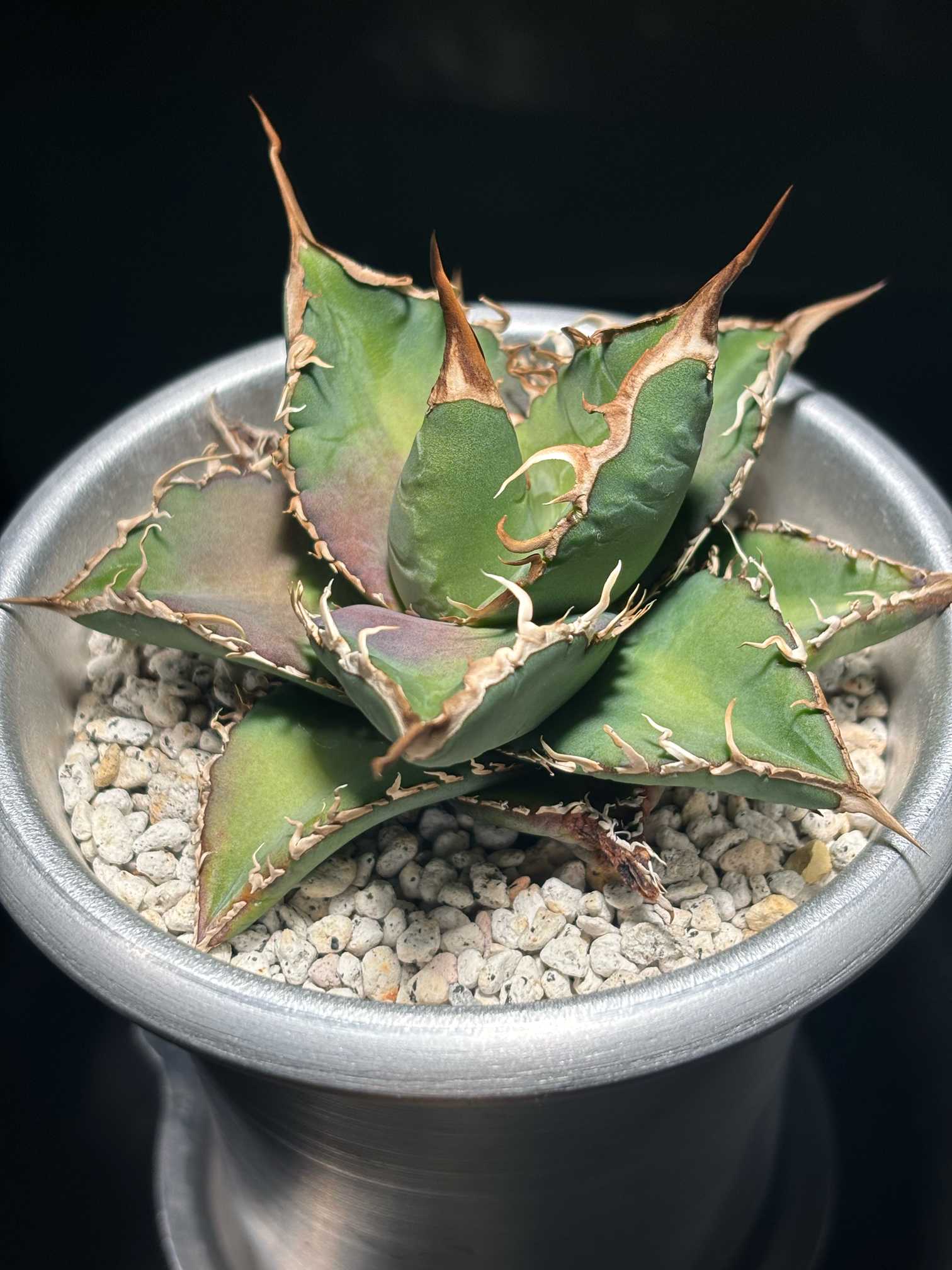 アガベ・オテロイ 無名｜🍀GreenSnap（グリーンスナップ）