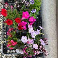 サンパチェンス,バジル,ベゴニア,ペチュニア,ペチュニア花衣の画像