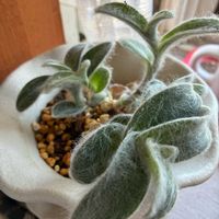 多肉植物,多肉女子,窓辺,テラス,ベランダの画像