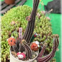 白檀,アドニス,シュガーホワイト,地植え,リメ缶の画像