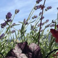 イングリッシュラベンダー,ヒューケラドルチェシルバーデューク,カラーの芽,ガーデンシクラメンの実,ラベンダーの花の画像
