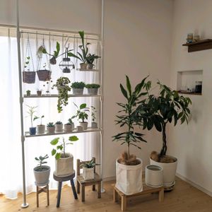 クラスペディア,サボテン,サンスベリア,パキラ,ヘデラの画像