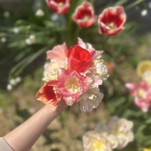 チューリップ,チューリップ・ハッピーアップスター,ブーケ,花束の画像