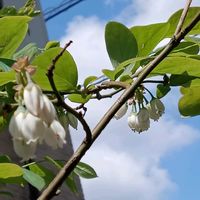 ニンジン,ブルーベリーの 花,ブルーベリーの 花,ブルーベリーのはな,ブルーベリーの花♪の画像