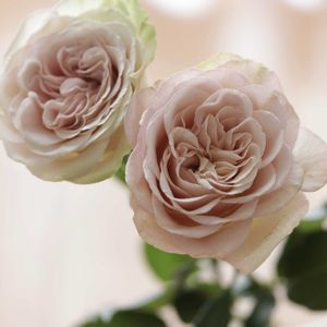 バラ,バラ,薔薇,薔薇,植物の画像