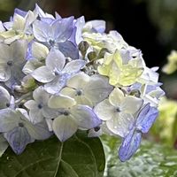アジサイ,アジサイ,紫陽花,山紫陽花,山あじさいの画像
