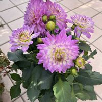 ダリア,ダリア　マキシの画像