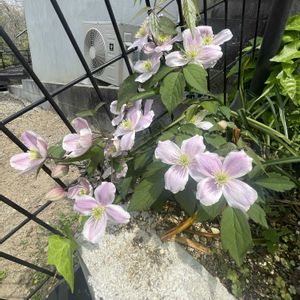 クレマチス モンタナ,地植え,ガーデニング,花のある暮らし,お花好きな人と繋がりたいの画像