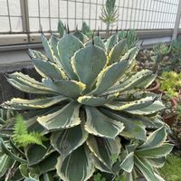吉祥冠錦,多肉植物,暴れん坊,野ざらし雨ざらし,庭の花壇の画像