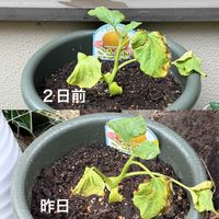 ころたん,メロン ころたん,ネットメロン ころたん,プランター野菜,小さな畑の画像