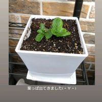 ガーベラ,初心者,花のある暮らし,ベランダの画像