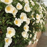 ナニワイバラ,フェンスの画像