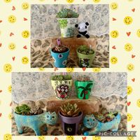ビロード,ホーニー,多肉植物初心者,癒される〜〜♡,繋がりに感謝✨の画像