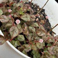 ヒメツルソバ,落花生,サンドロップ,センペルビウム属　雪牡丹,センペルビウム アトロビオラセウムの画像