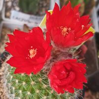 サボテン,パロディア属,緋繡玉,サボテンの花,多肉植物とサボテンの画像