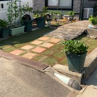 高麗芝,芝生,やればできる子,初めての家庭菜園,はじめての観葉植物の画像