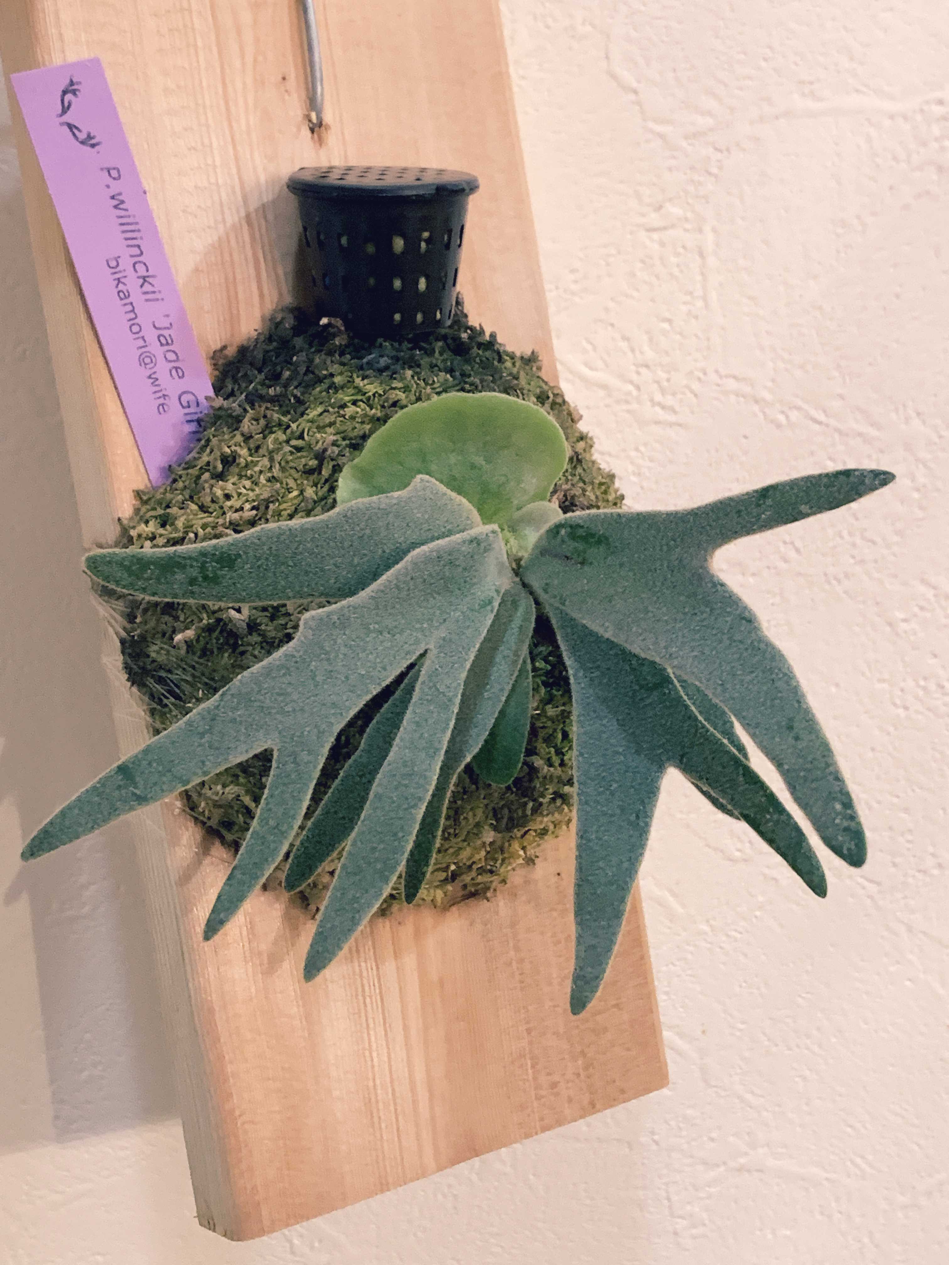 リドレイの成長について ビカクシダの森