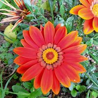 ガザニア,ガザニア,ガザニア,ガザニア,花のある暮らしの画像