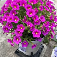 カリブラコア,ミリオンベル,鉢植え,ガーデニング,ピンクの花の画像