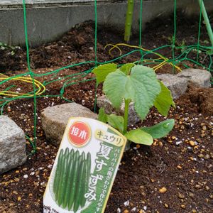 キュウリ,家庭菜園の画像