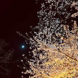 あずさ
