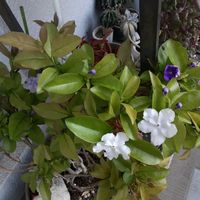 ニオイバンマツリ,花のある暮らし,季節を楽しむ,＃チーム福岡,ベランダの画像