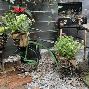 イベリス,バーベナ,プティロトリカム ピレナイクム,寄せ植え,ガーデニングの画像