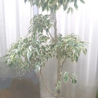 部屋の画像