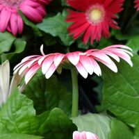 ガーベラ,ピンク,ホワイト,大好きな花,シルエット❤︎の画像