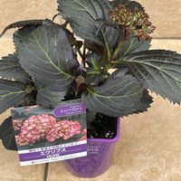 柏葉紫陽花 ハーモニー,柏葉紫陽花 ハーモニー,ペチュニア マルベリー,ペチュニア マルベリー,黒葉アジサイの画像