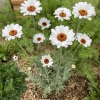 お花,花のある暮らし,新潟県,ローダンセラム,チーム新潟の画像