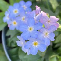 ワスレナグサ,ミオソティス ミオマルク,お花,花のある暮らし,新潟県の画像