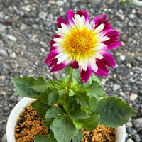 ダリア,花のある暮らし,プチプラ,かわゆい,花いろいろの画像