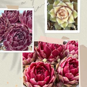 バニラシフォン,センペルビウム,ギャラクシースター,多肉植物,かわいいの画像