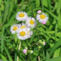 アザミ,ハルジオン,クサノオウ,実家の花,実家の近所の画像